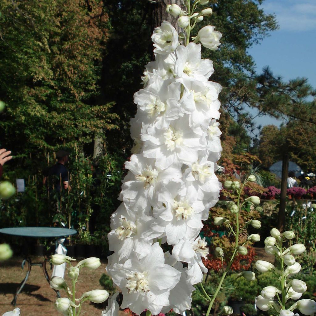 Delphinium Pacific Galahad