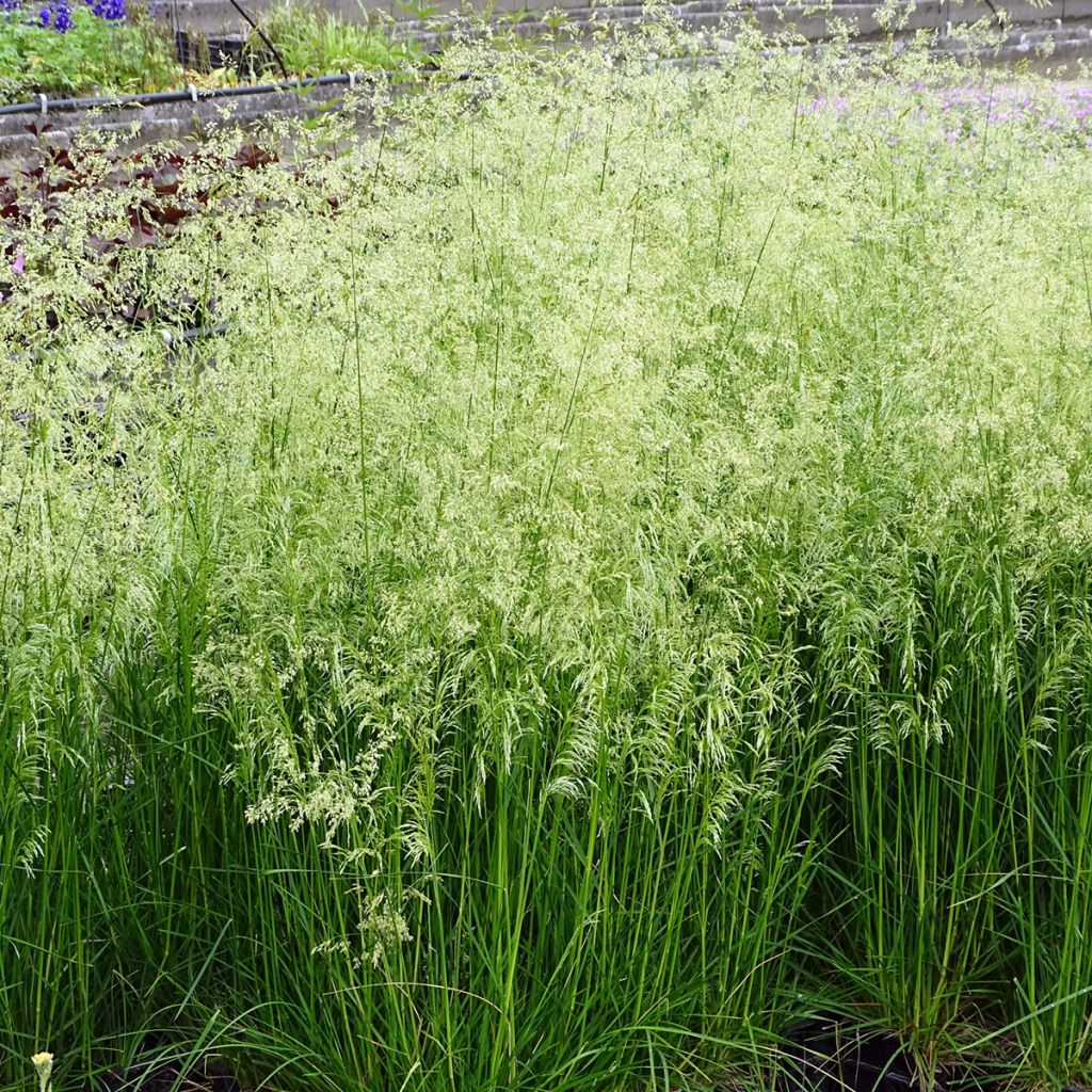 Deschampsia cespitosa Goldschleier - Canche cespiteuse