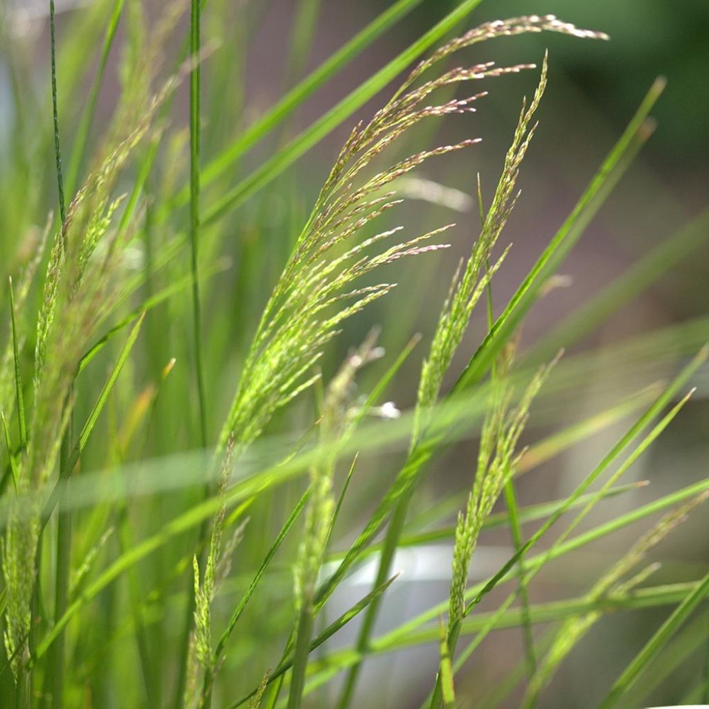 Canche cespiteuse Northern Lights - Deschampsia cespitosa 