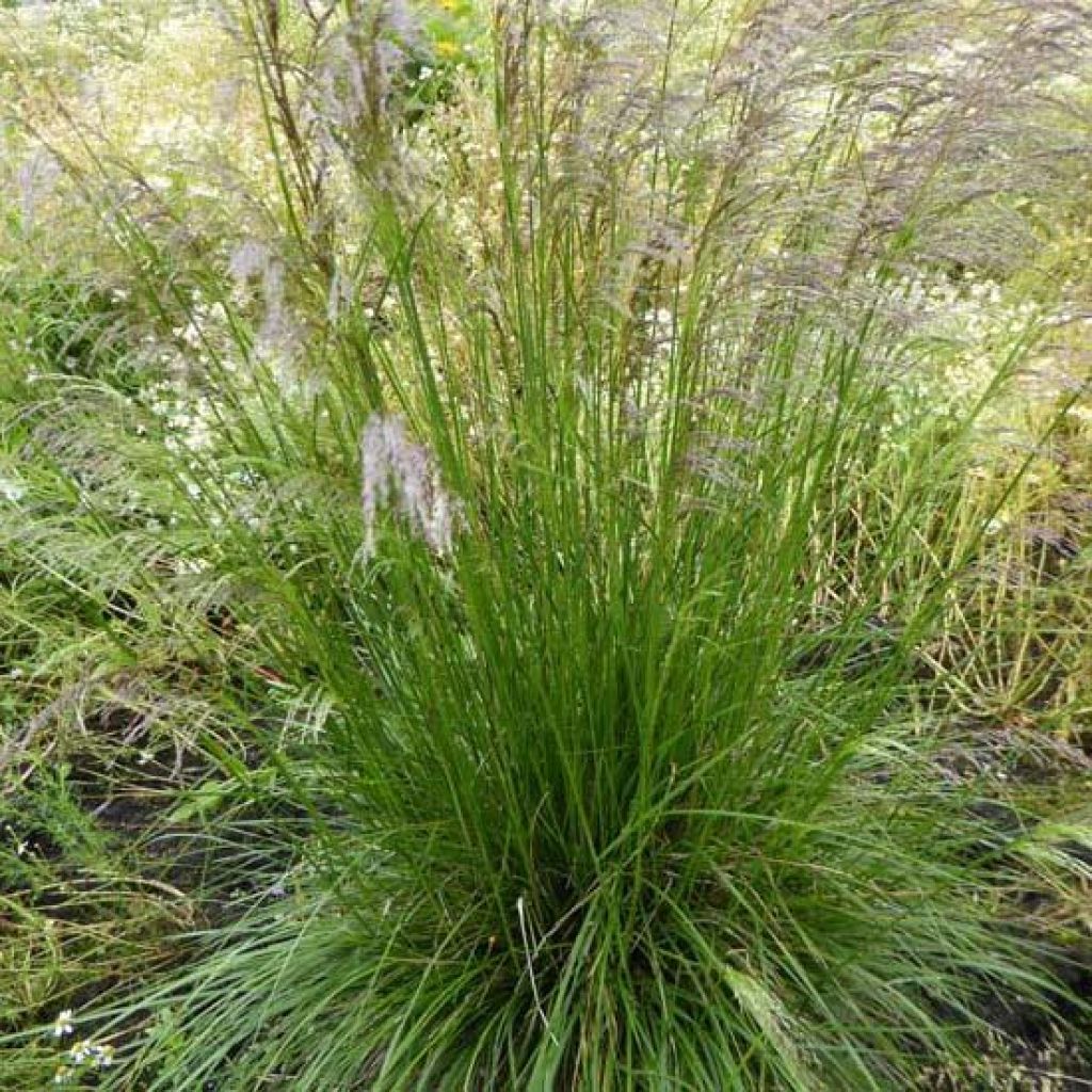 Deschampsia cespitosa Tardiflora - Canche cespiteuse 