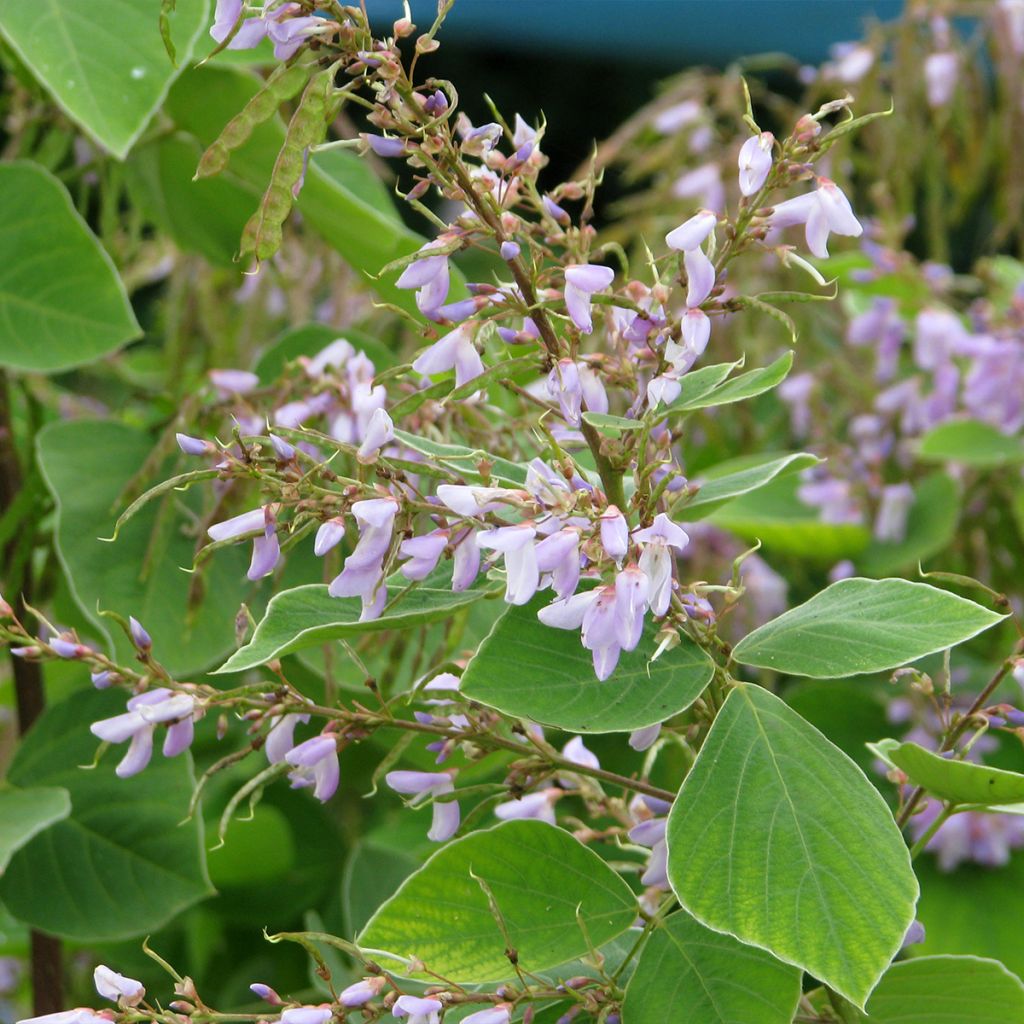 Desmodium elegans - Desmodium élégant