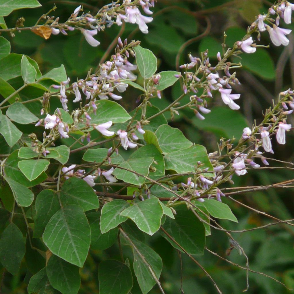 Desmodium elegans - Desmodium élégant