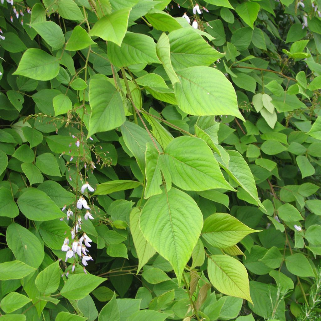 Desmodium elegans - Desmodium élégant