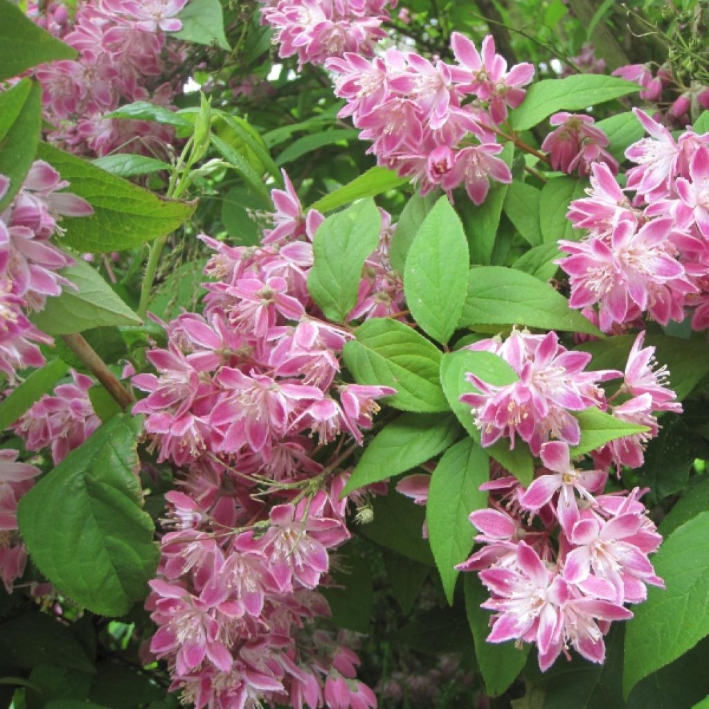 Deutzia hybrida Strawberry Fields - Deutzie