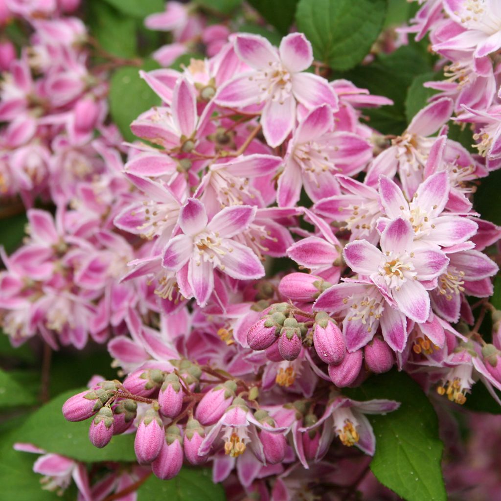 Deutzia Tourbillon Rouge