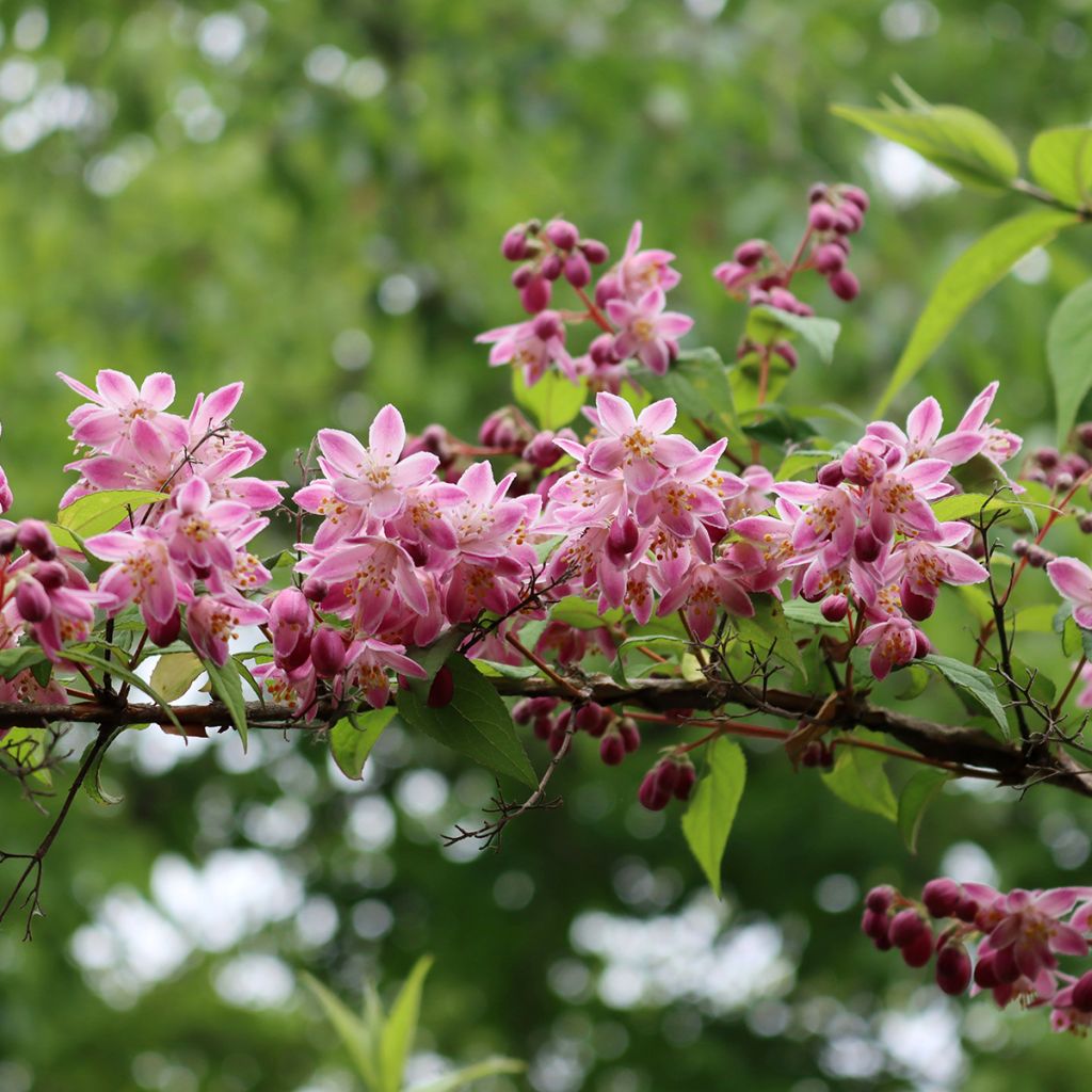 Deutzia Tourbillon Rouge