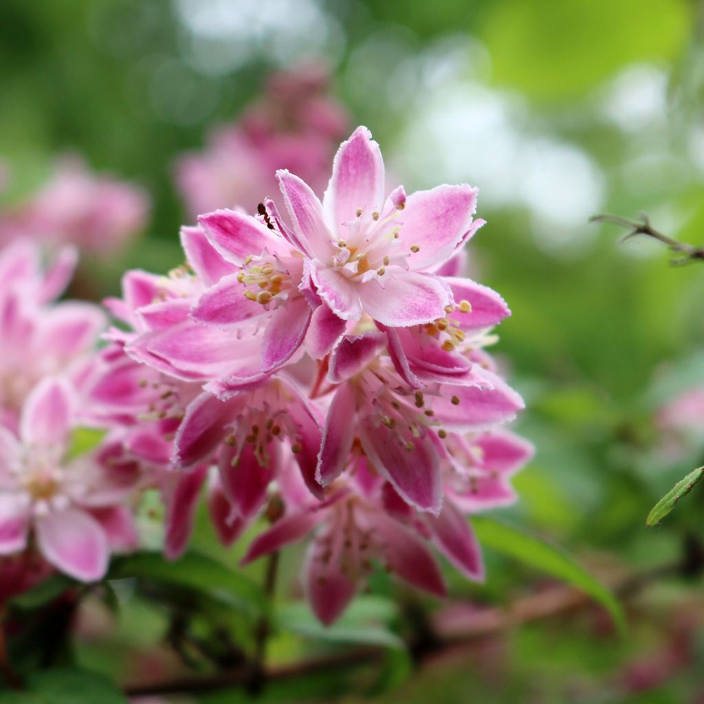 Deutzia Tourbillon Rouge