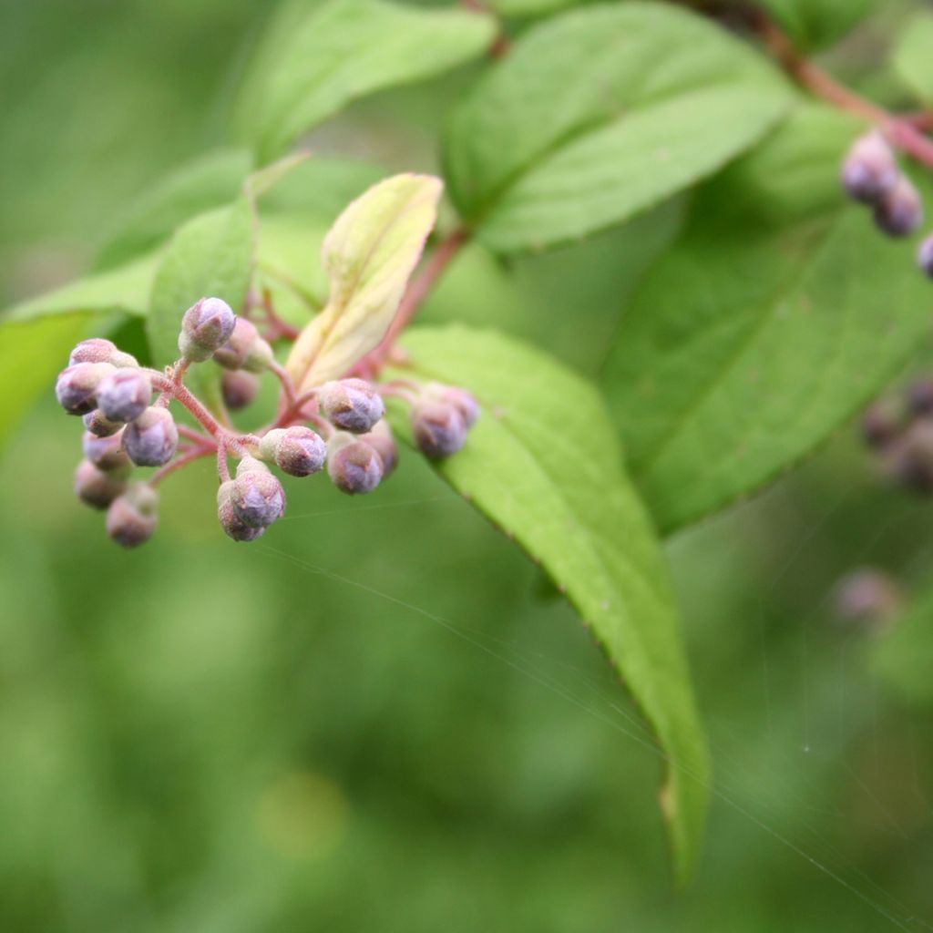 Deutzia Tourbillon Rouge