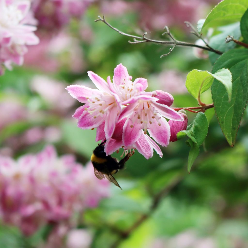 Deutzia Tourbillon Rouge