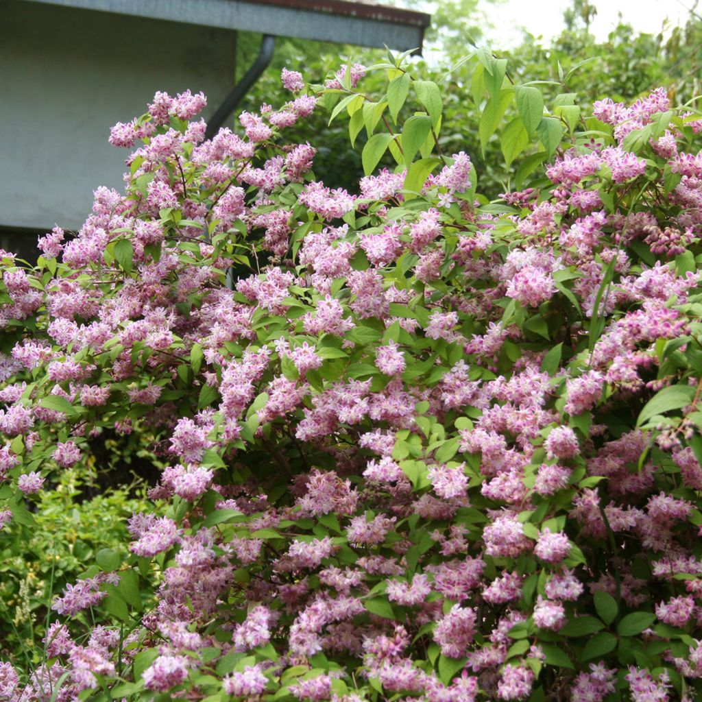 Deutzia Tourbillon Rouge