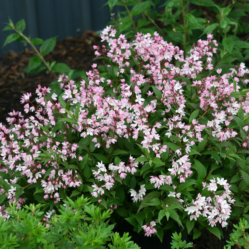 Deutzia Yuki Cherry Blossom™ (NCDX2) - Deutzie hybride