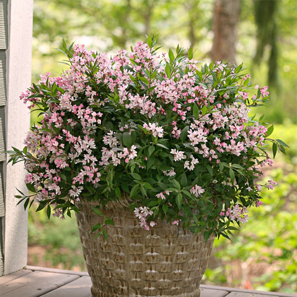 Deutzia Yuki Cherry Blossom™ (NCDX2) - Deutzie hybride