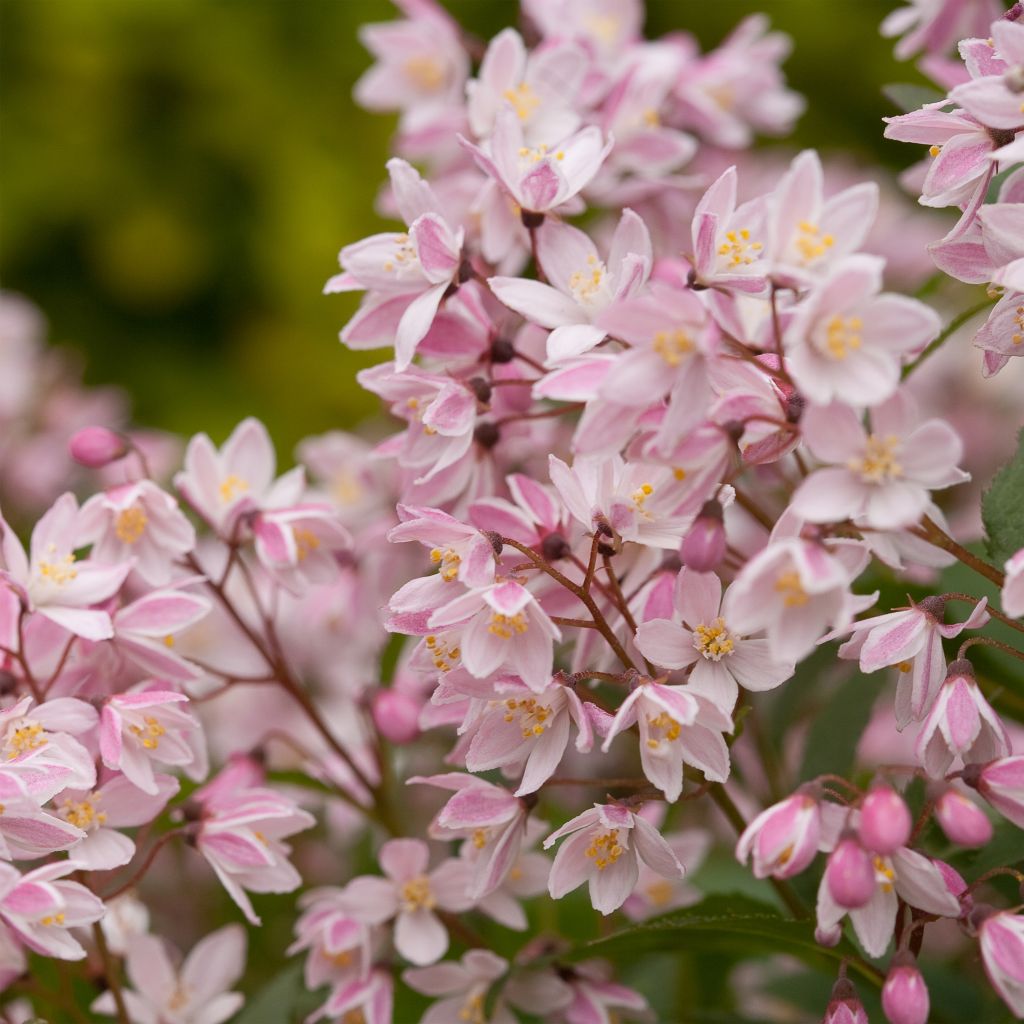 Deutzia Yuki Cherry Blossom™ (NCDX2) - Deutzie hybride