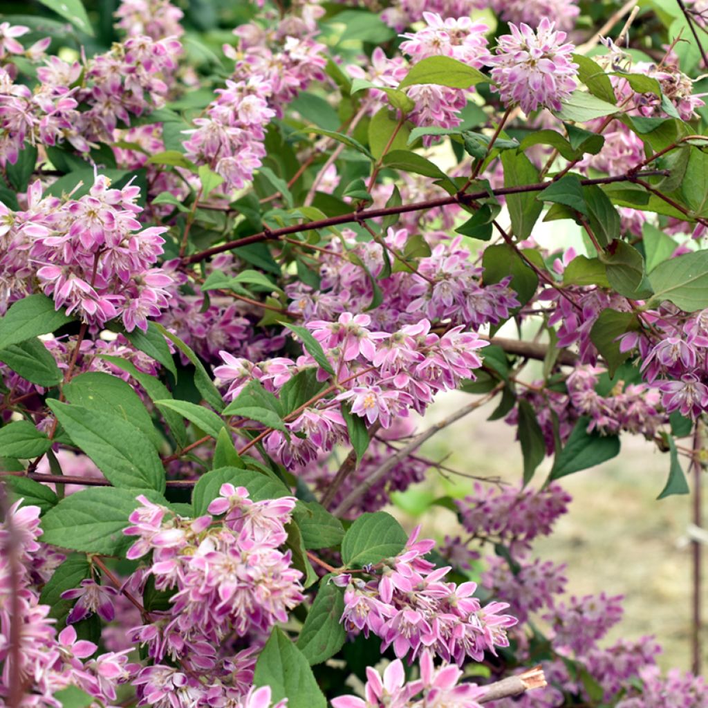 Deutzia hybrida Strawberry Fields - Deutzie