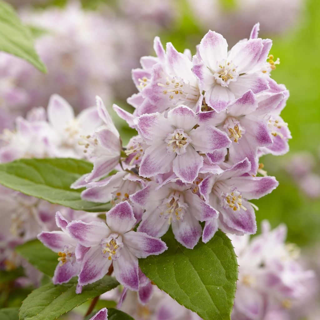 Deutzia hybride Raspberry Sundae - Deutzie