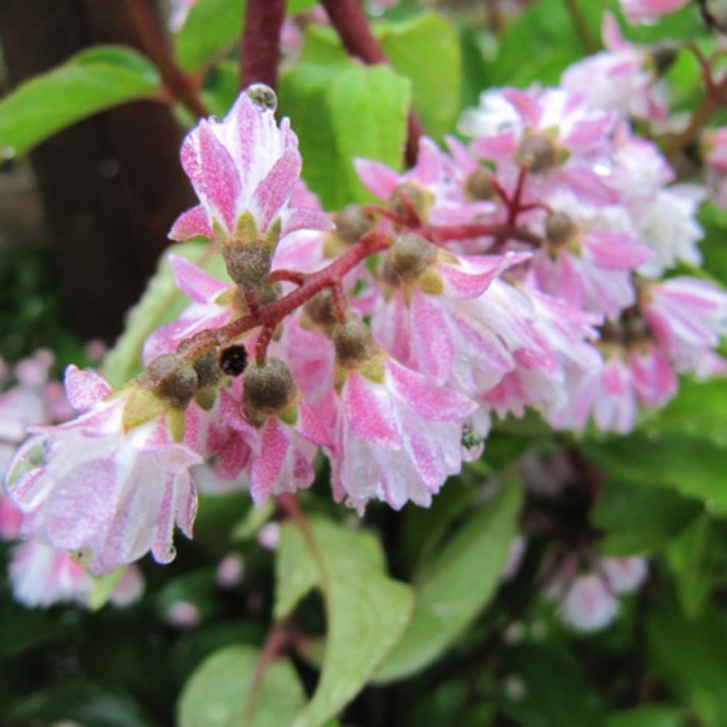 Deutzia scabra Codsall Pink - Deutzie