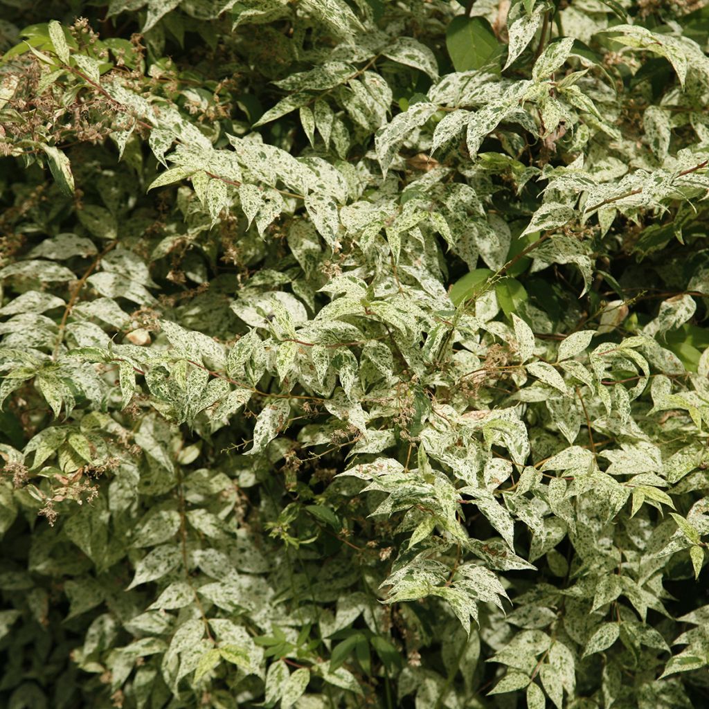 Deutzia scabra Punctata - Deutzie