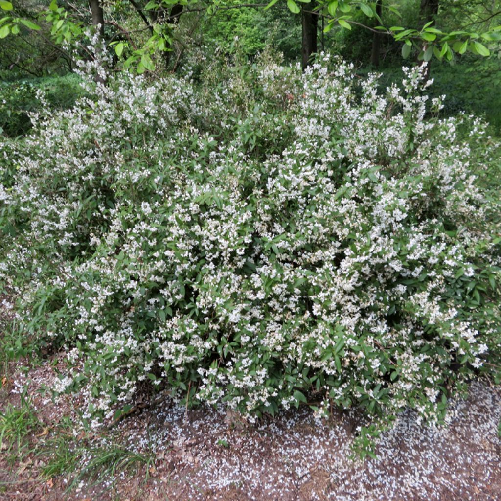 Deutzia x lemoinei - Deutzie