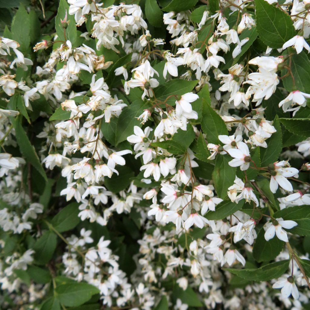 Deutzia x lemoinei - Deutzie