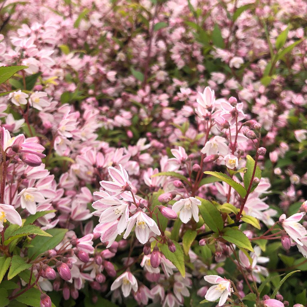 Deutzia Yuki Cherry Blossom