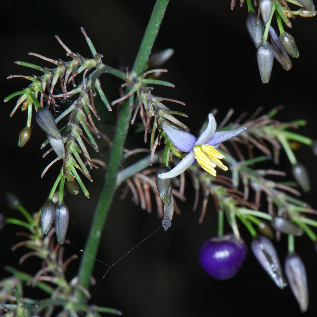 Dianella tasmanica