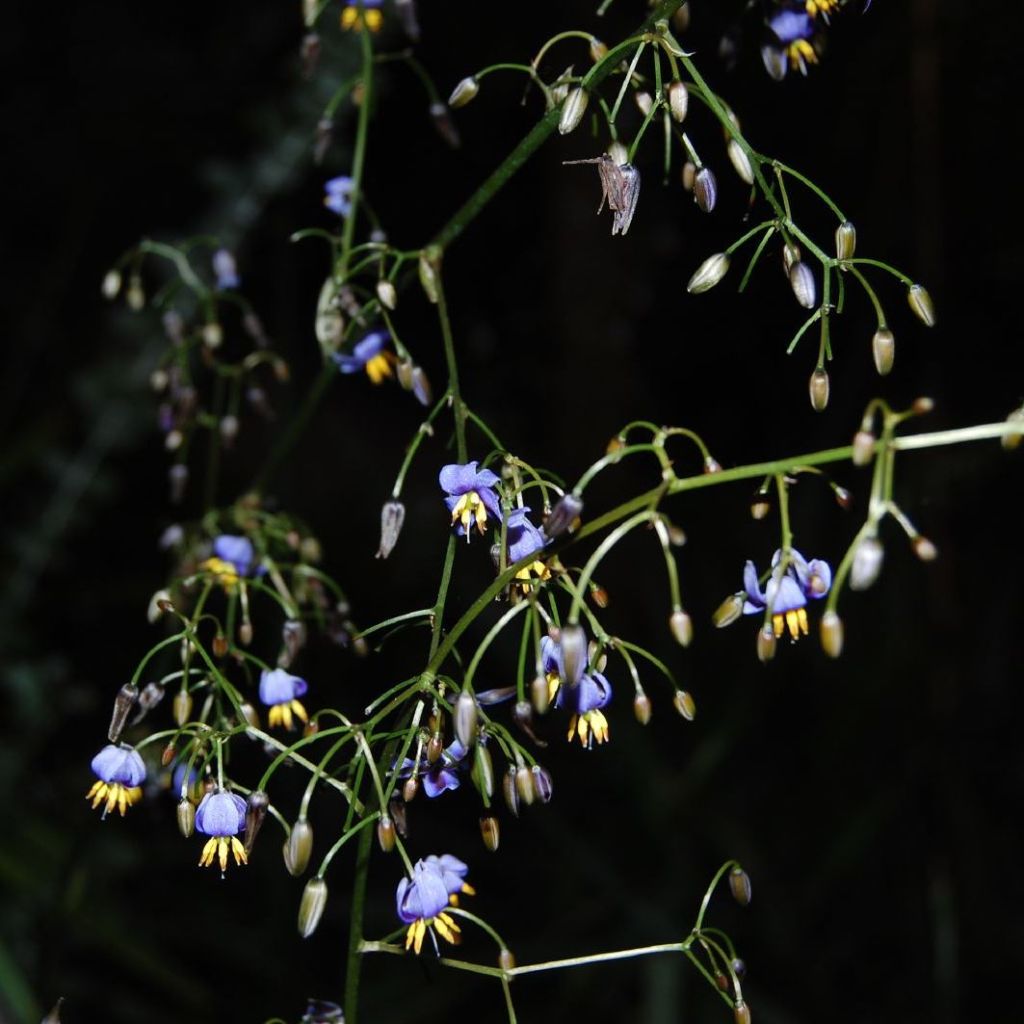 Dianella tasmanica