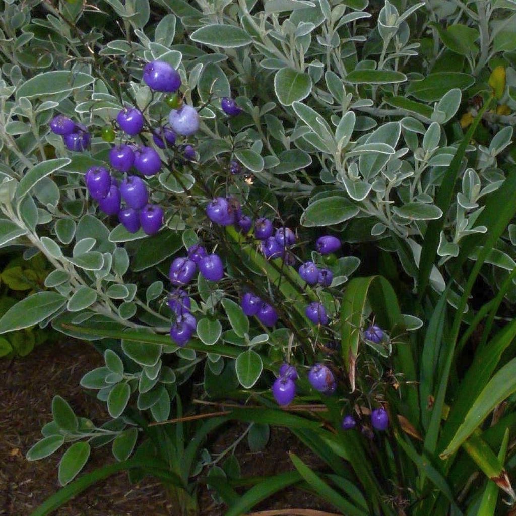 Dianella tasmanica