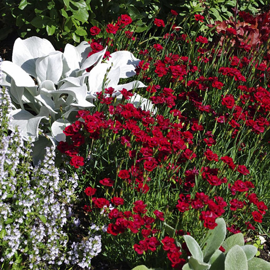 Dianthus Merci Fleuri - Œillet mignardise