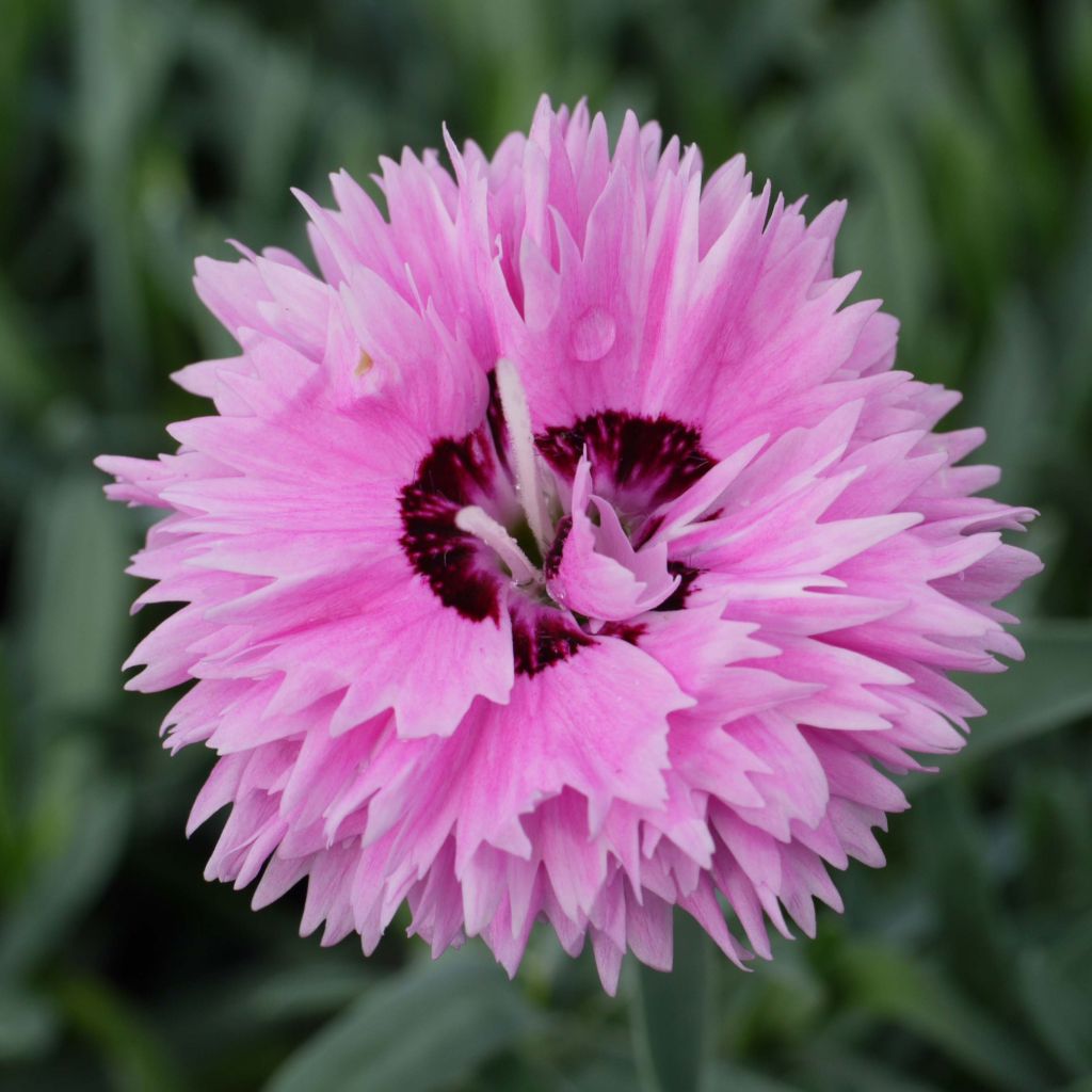 Dianthus Pop Star - Oeillet nain