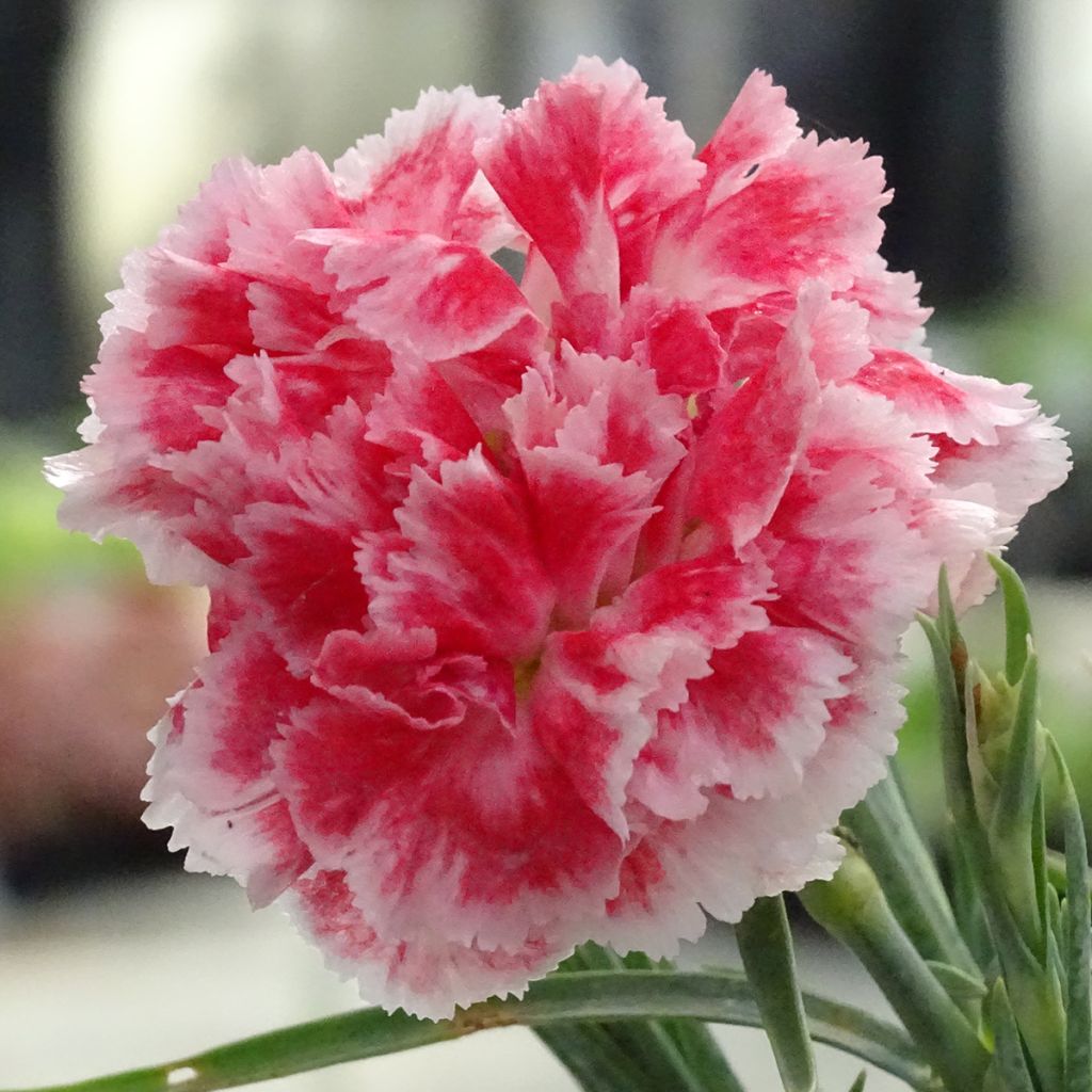 Dianthus Scent First Coral Reef - Œillet mignardise