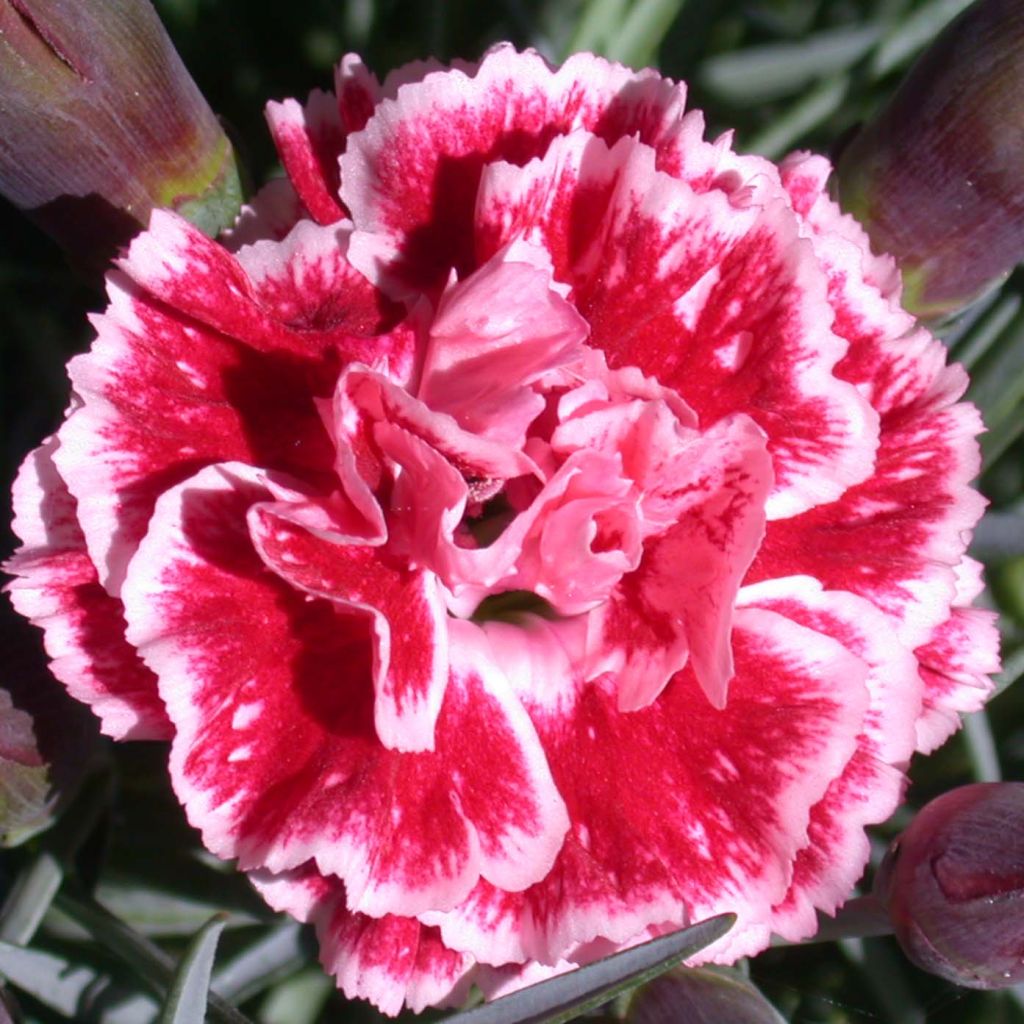 Dianthus Scent First® Sugar Plum  - Oeillet mignardise