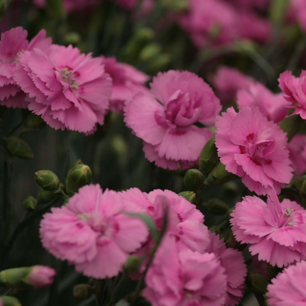 Dianthus Scent First®  Tickled Pink - Oeillet mignardise