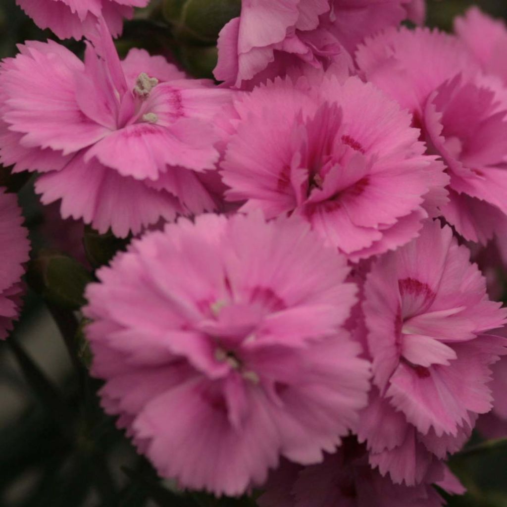 Dianthus Scent First®  Tickled Pink - Oeillet mignardise