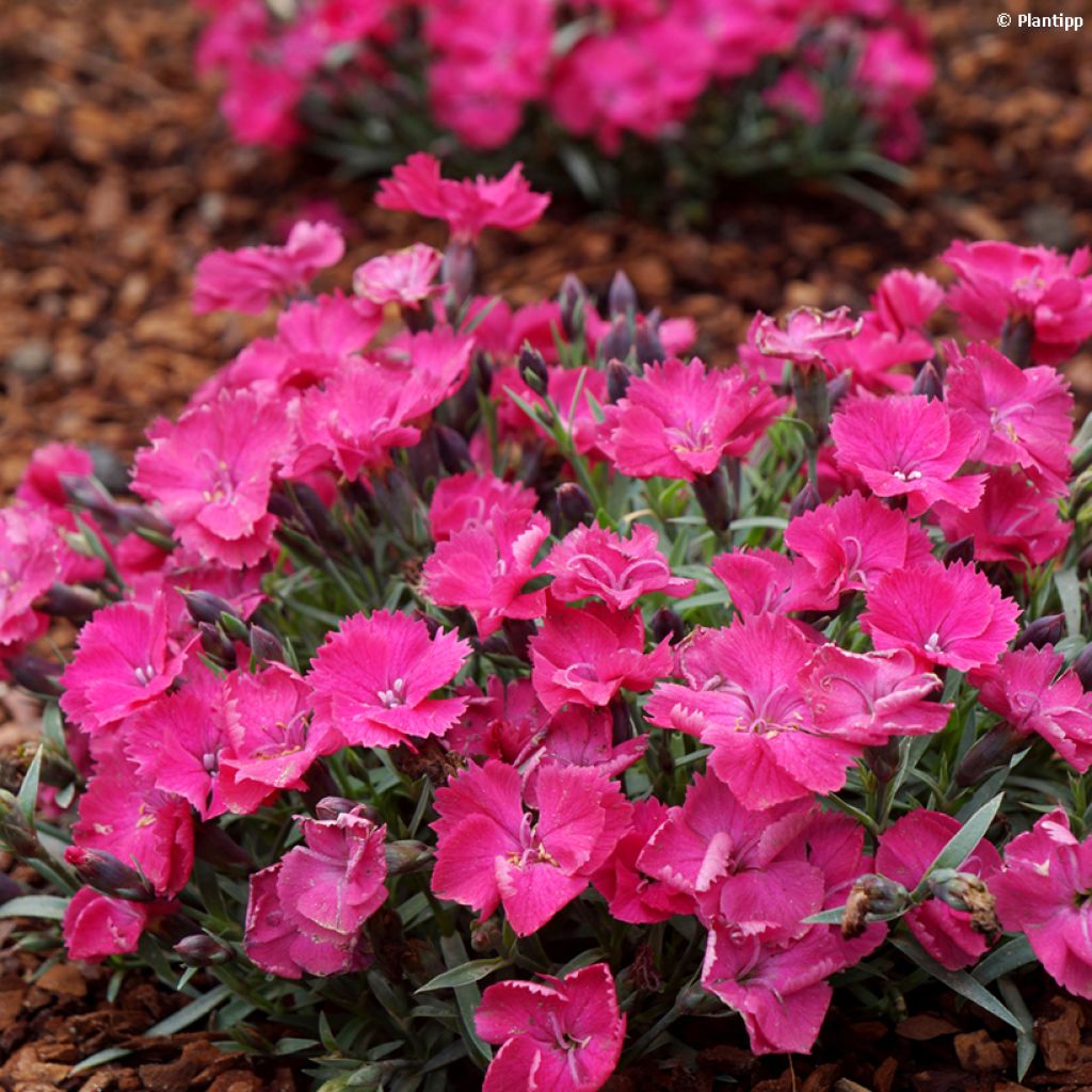 Dianthus Vivid Bright Light - Oeillet tapissant