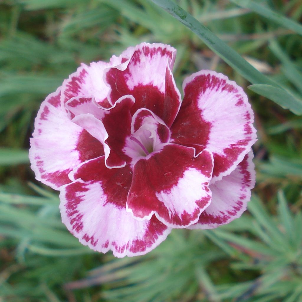 Dianthus allwoodii Romeo - Oeillet mignardise pourpre à centre brun et blanc
