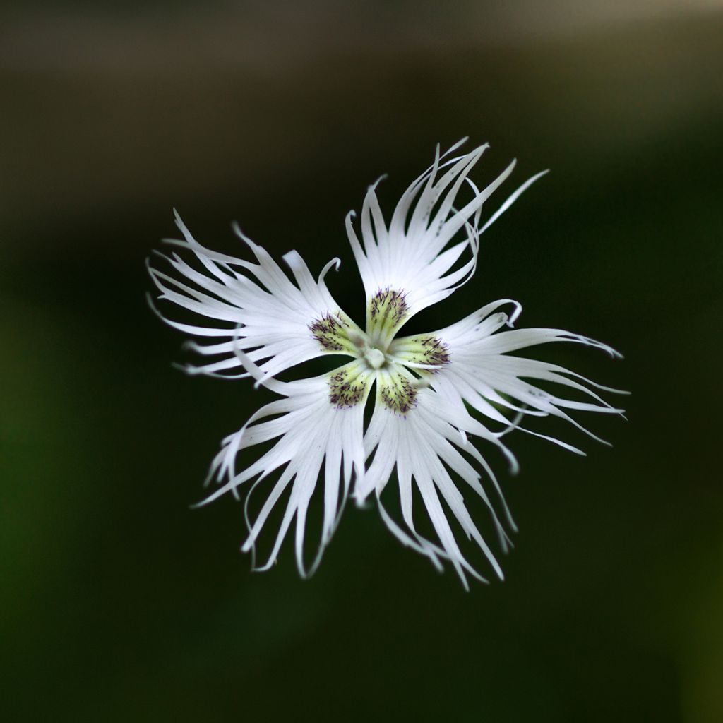 Dianthus arenarius - Oeillet des sables