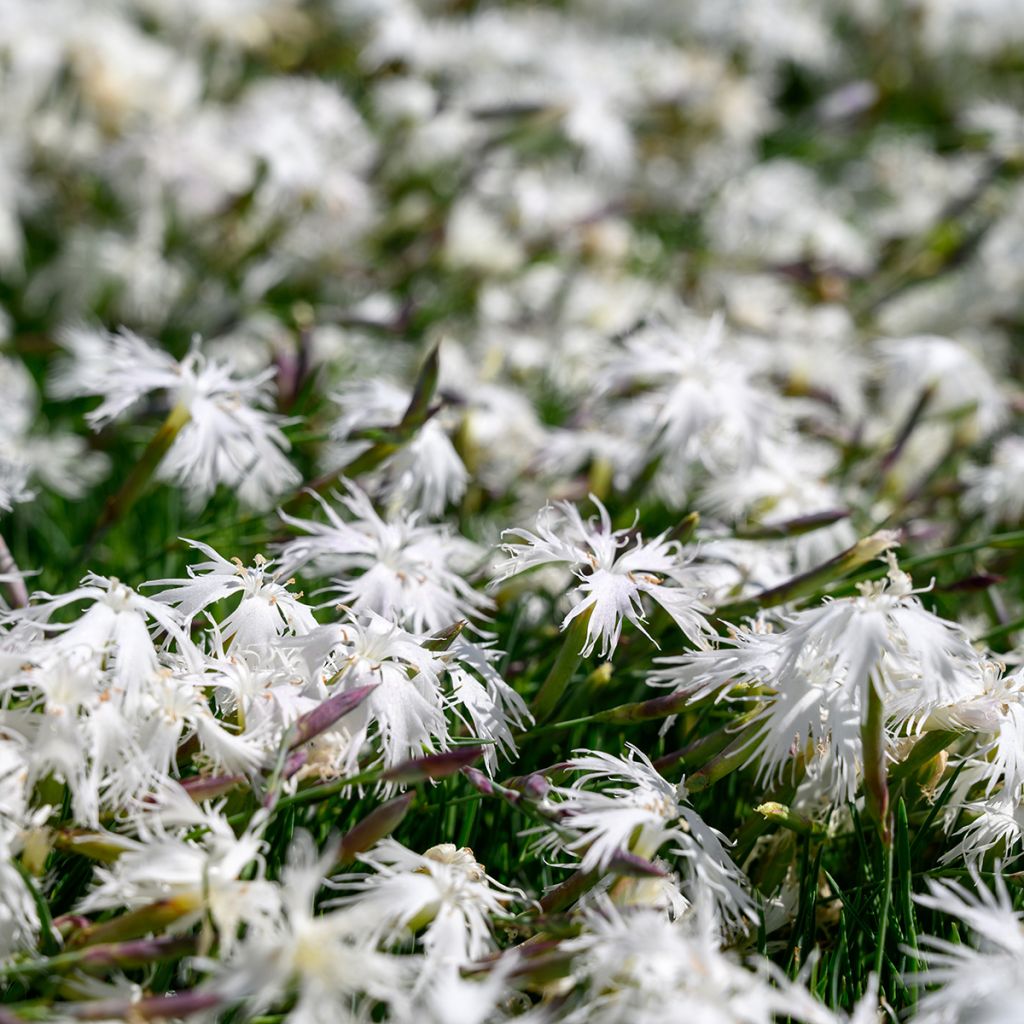 Dianthus arenarius - Oeillet des sables