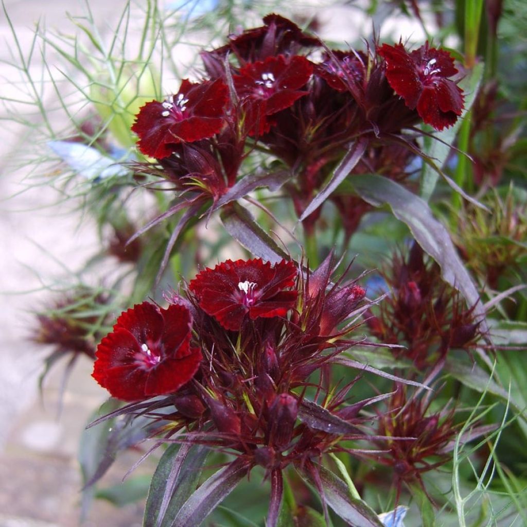 Dianthus barbatus Sooty, Oeillet