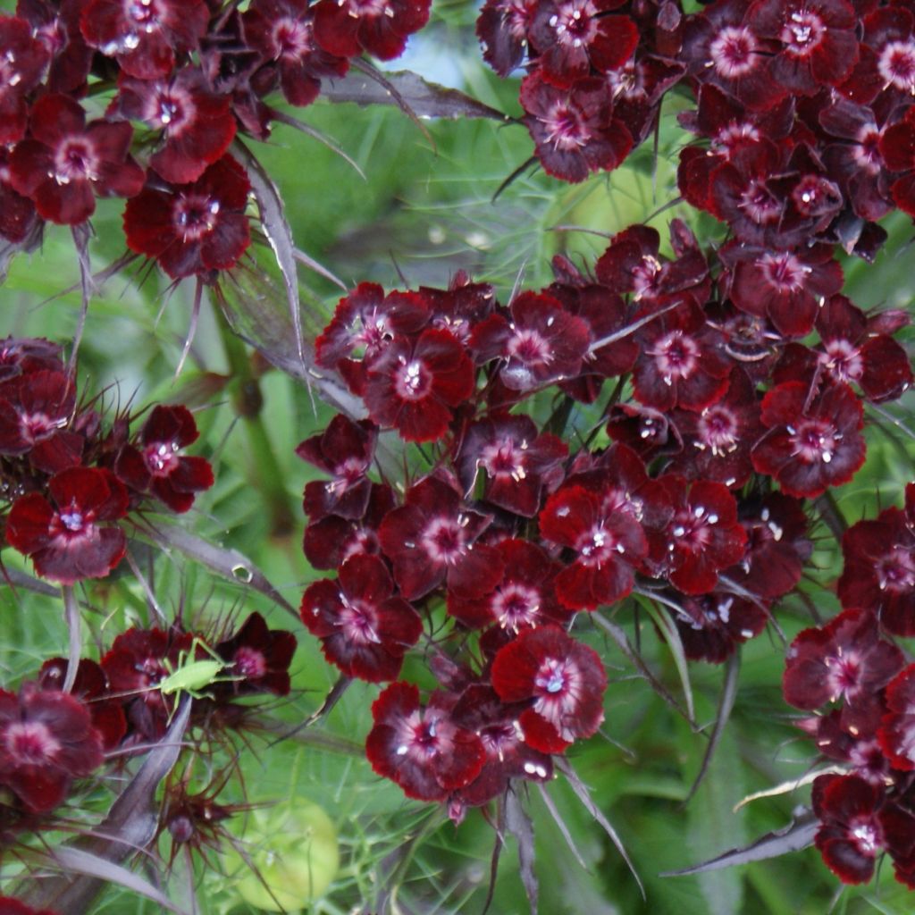 Dianthus barbatus Sooty, Oeillet