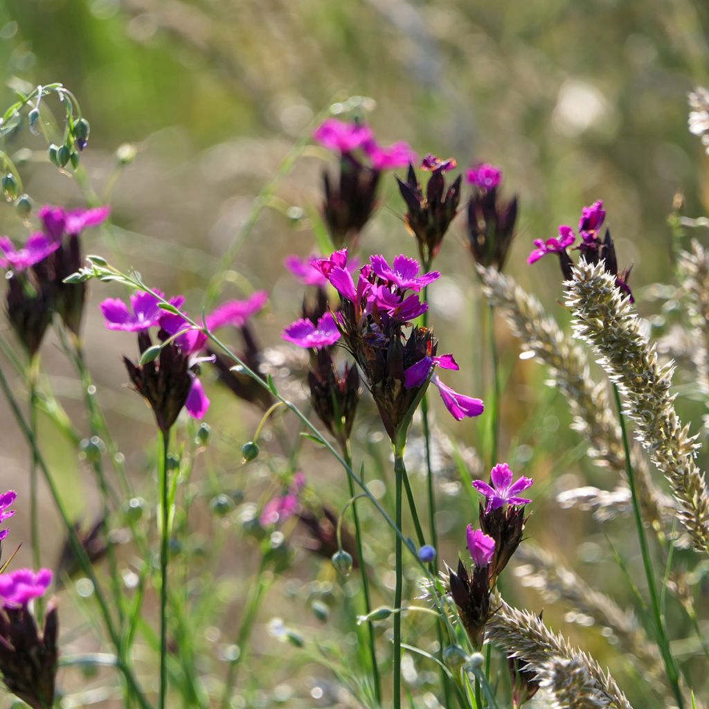 Dianthus carthusianorum - Oeillet des chartreux