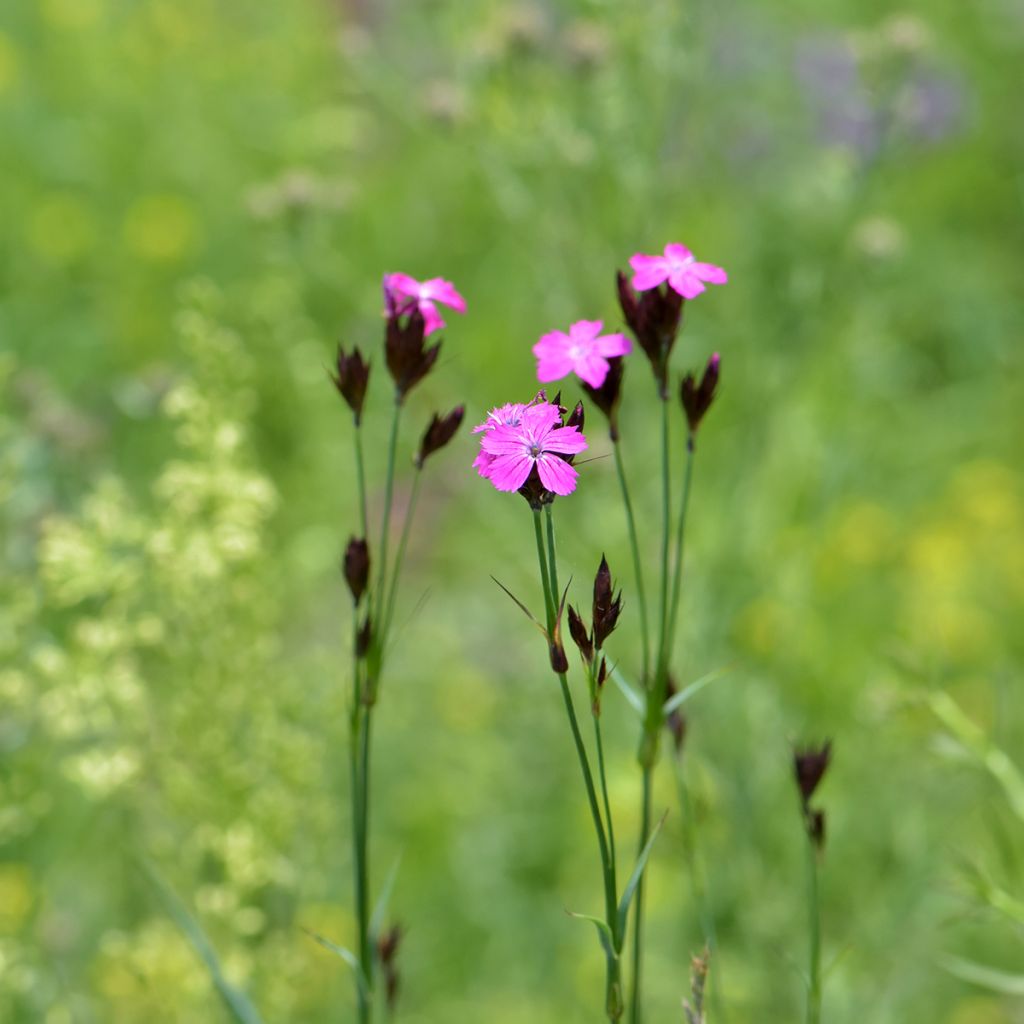 Dianthus carthusianorum - Oeillet des chartreux