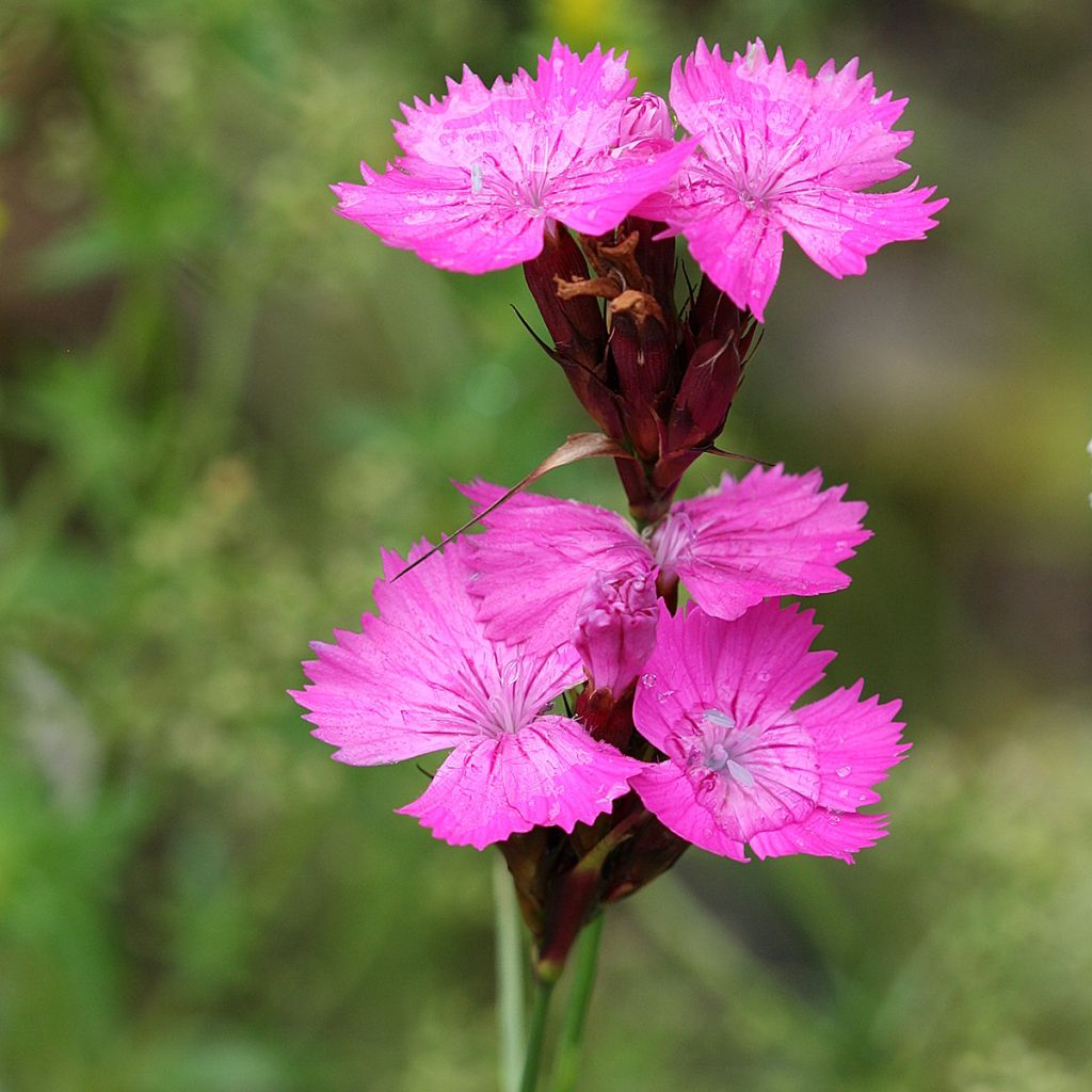 Dianthus carthusianorum - Oeillet des chartreux