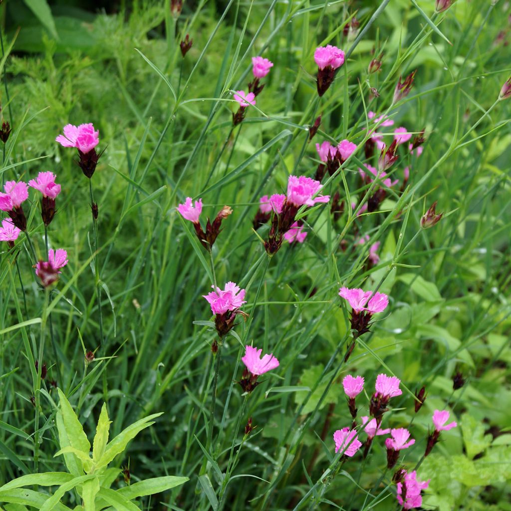 Dianthus carthusianorum - Oeillet des chartreux