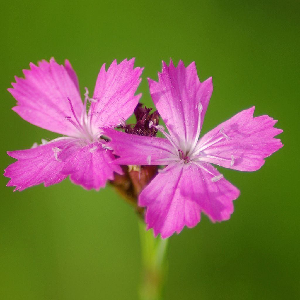 Dianthus carthusianorum - Oeillet des chartreux