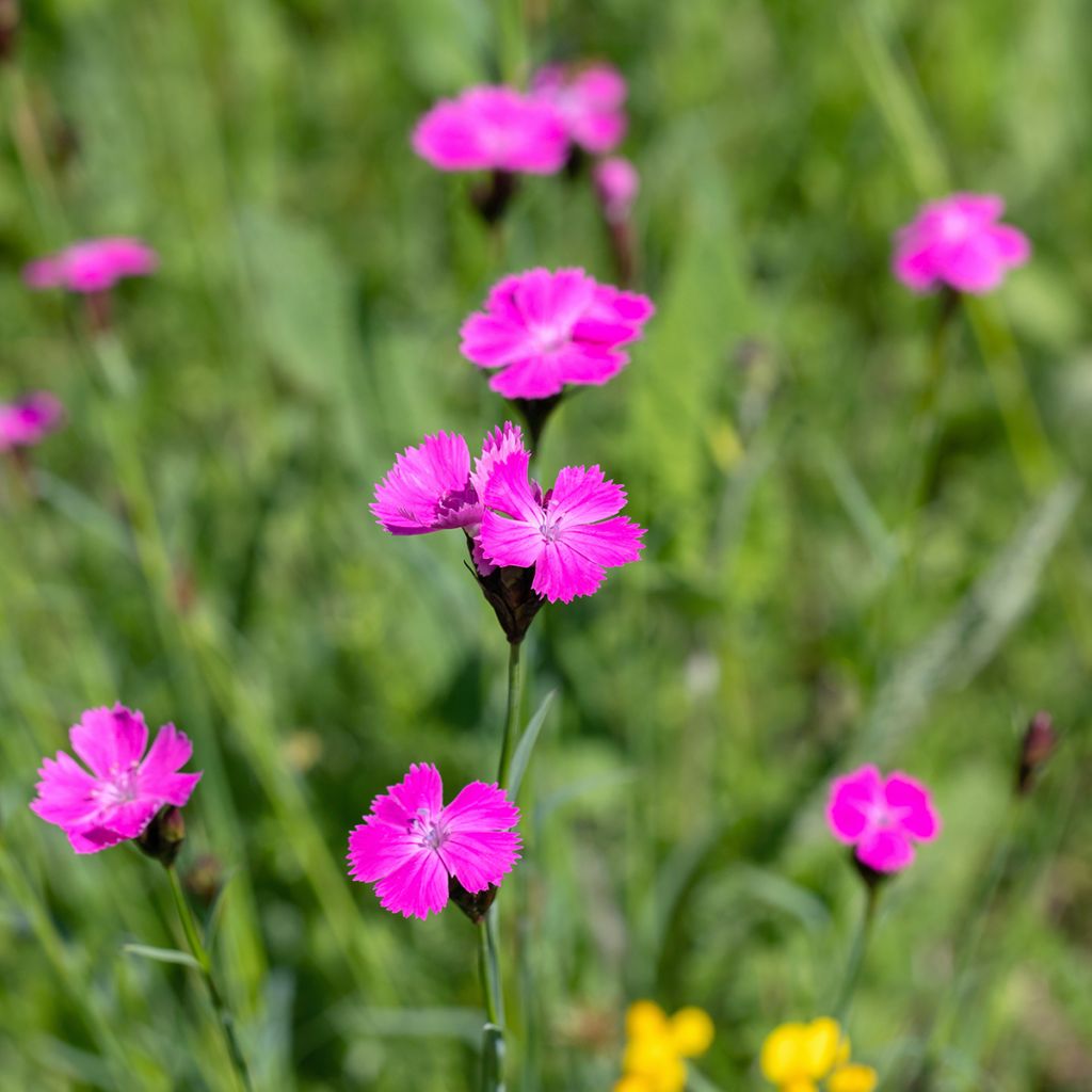 Dianthus carthusianorum - Oeillet des chartreux