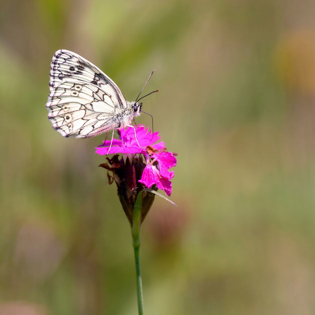 Dianthus carthusianorum - Oeillet des chartreux