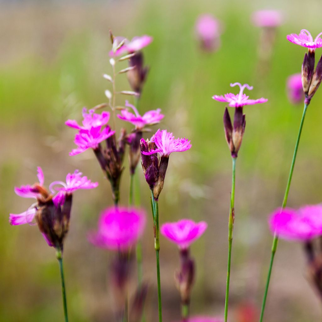 Dianthus carthusianorum - Oeillet des chartreux