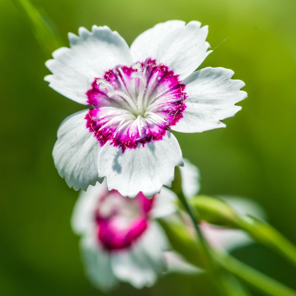 Dianthus deltoides Arctic Fire - Oeillet à delta