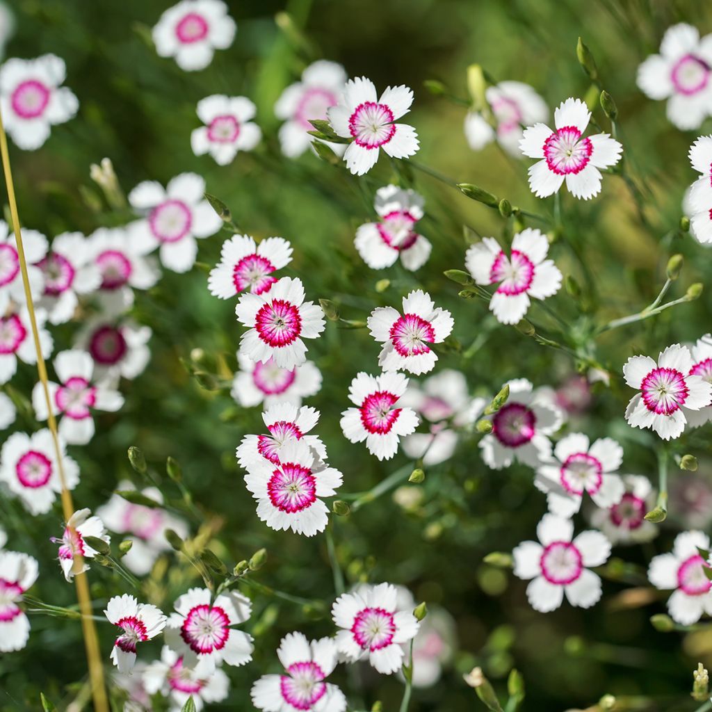 Dianthus deltoides Arctic Fire - Oeillet à delta