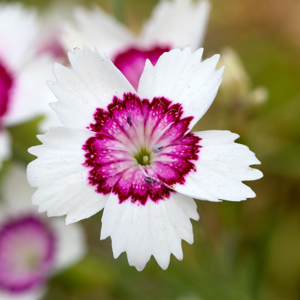 Dianthus deltoides Arctic Fire - Oeillet à delta